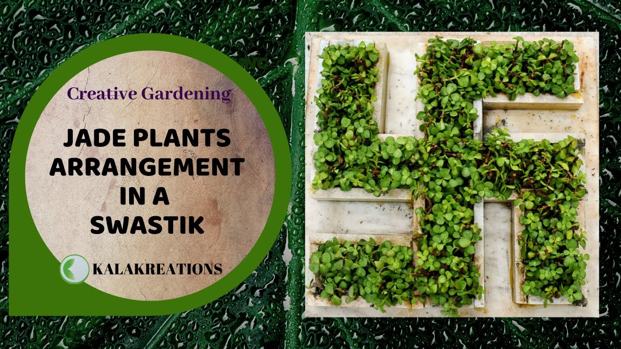 JADE PLANTS ARRANGEMENT IN A SWASTIK | WITH CREATIVE GARDENING TIPS | GREEN ART DECOR