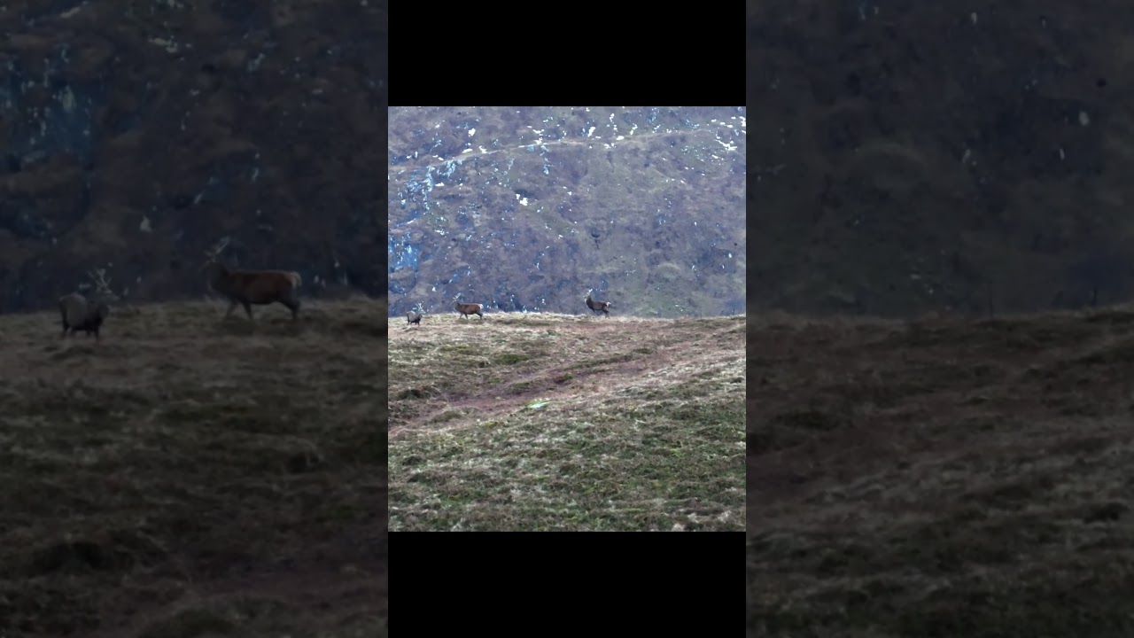 Red Stags in the Scottish Highlands
