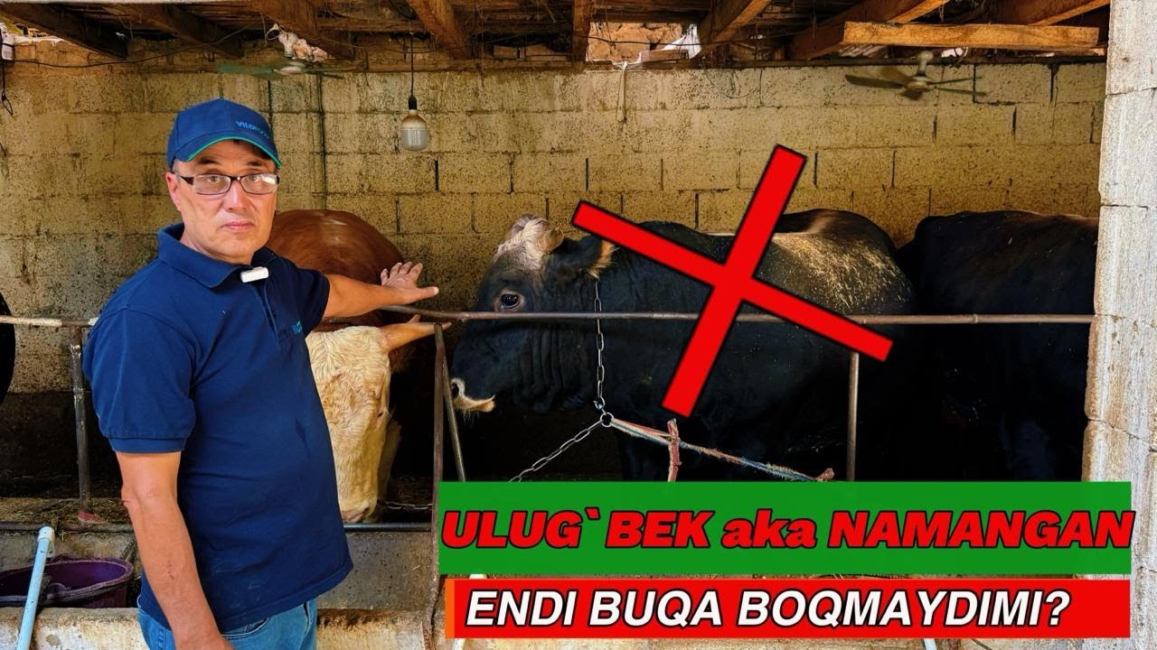 Ulug'bek aka Namangan: buqa boqishni to'xtatadimi? #idealagrar #simmental #cow #feed #usbekistan