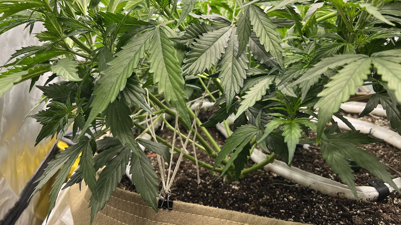 How to Maximize Yield with Low Stress Training (LST)
