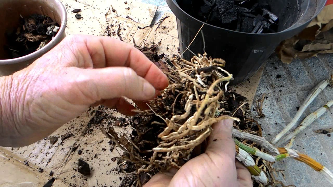 Dicas Dona Maria - Recuperando Orquidea Queimada de Sol