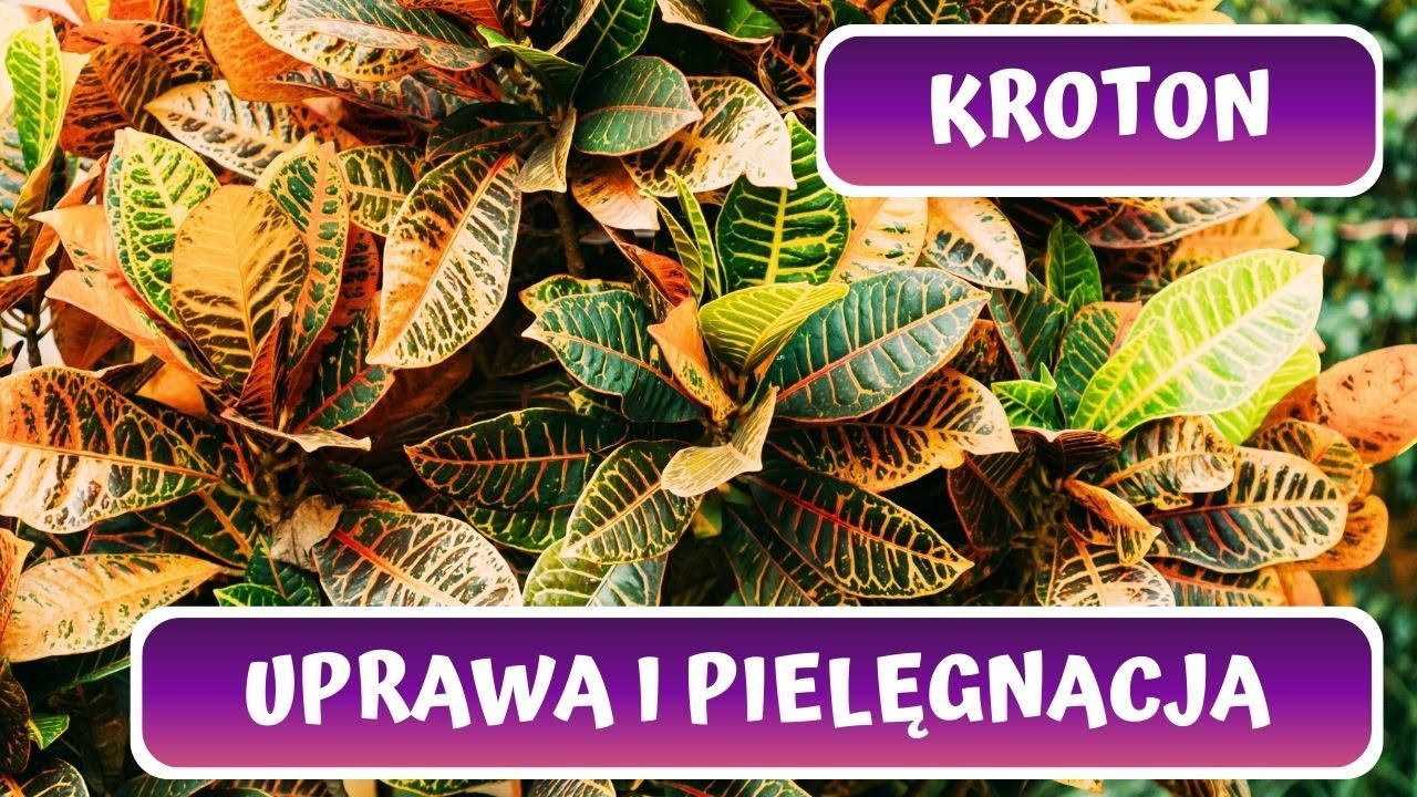 Jak uprawiać Trzójskrzyn? Kroton pstry - dlaczego jego liście opadają?