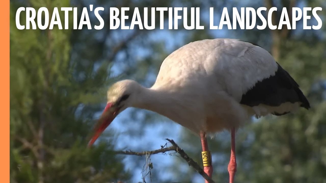 Croatia's beautiful landscapes - The Sava floodplains | Full Documentary