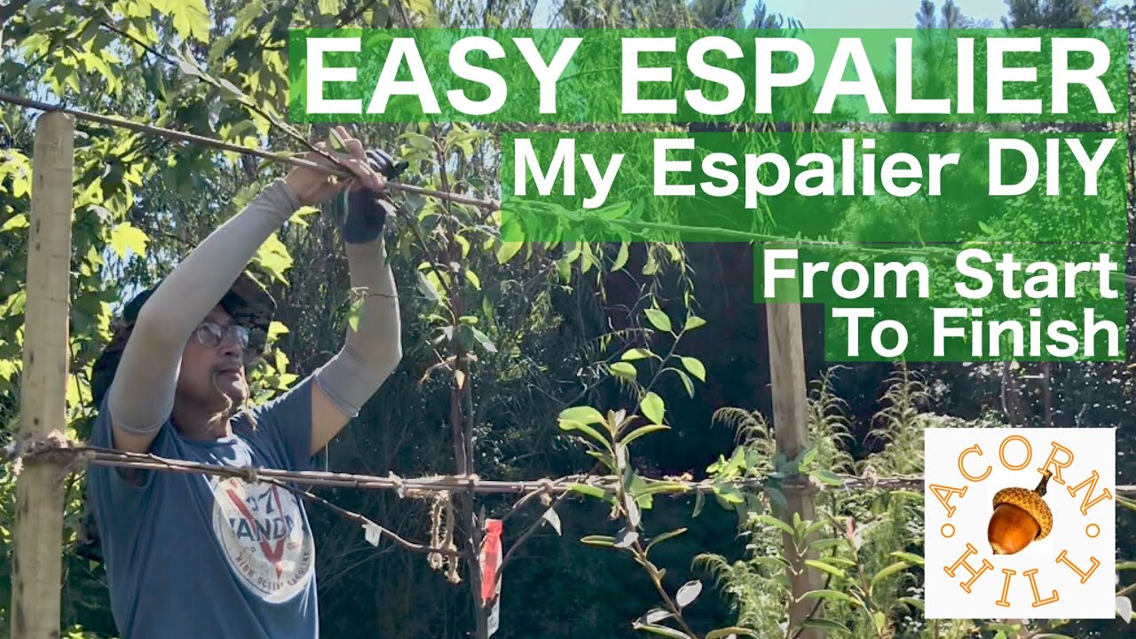 EASY ESPALIER TUTORIAL. Espaliered Pear Trees. Espaliered Fruit Trees DIY.