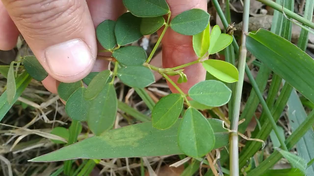Amor-do-Campo/(Grona triflora) (L.) H.Ohashi & K.Ohashi. [Leitura na Descri&ccedil;&atilde;o]#plantas