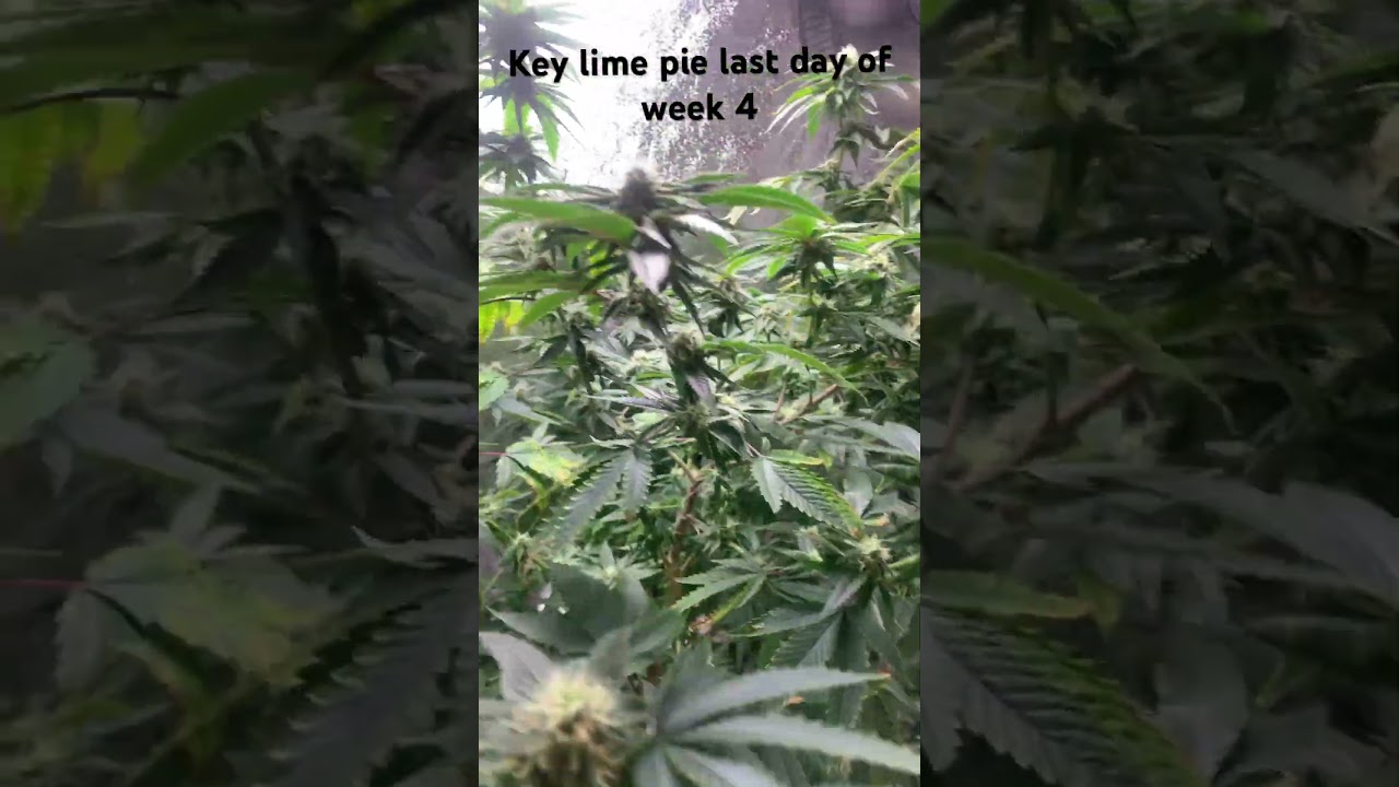 KEY LIME PIE- SIN CITY end of wk4 flower #seedtoharvest #cannabis #grow