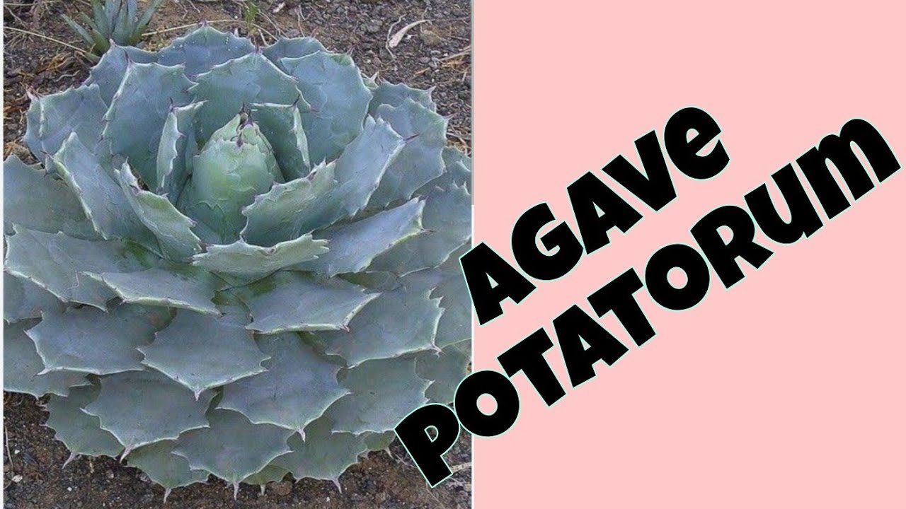 Agave potatorum: cuidados e flora&ccedil;&atilde;o