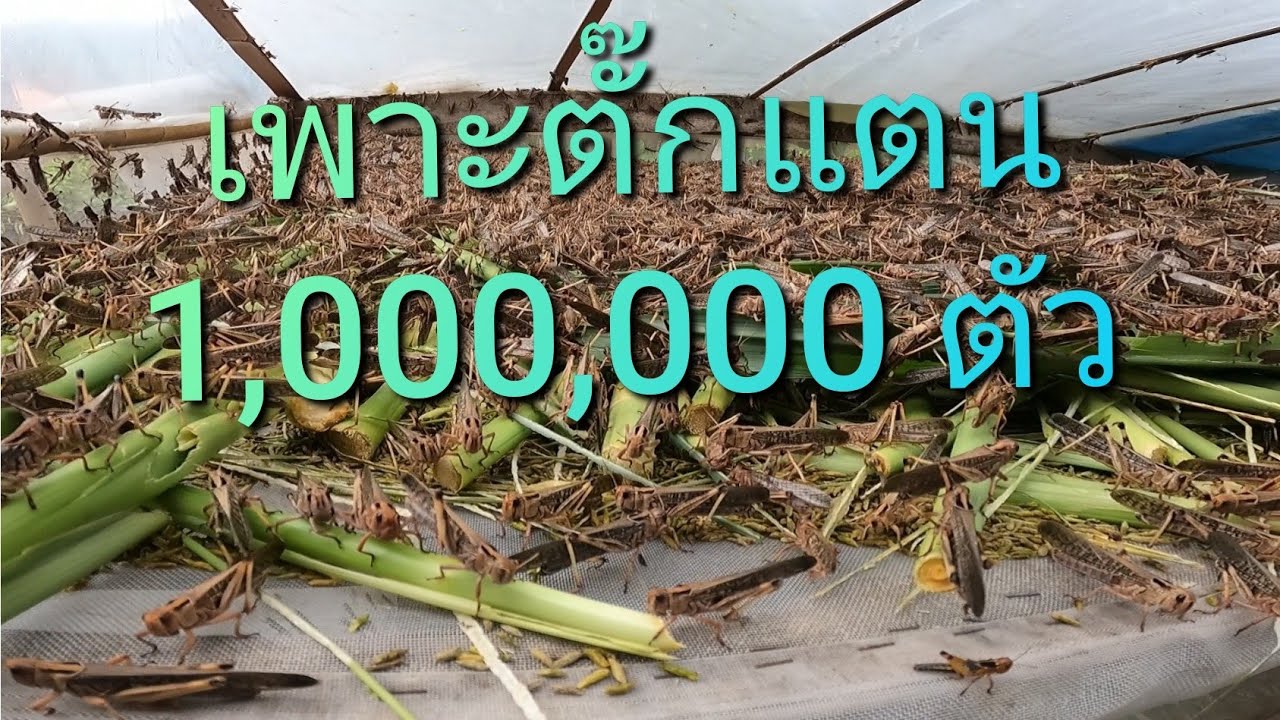#วันนี้พามาดูการเลี้ยงตั๊กแตนและการเลี้ยงต่อหลุมยักษ์ กันครับ