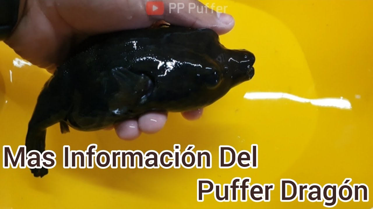 Más Información Del Puffer Dragon