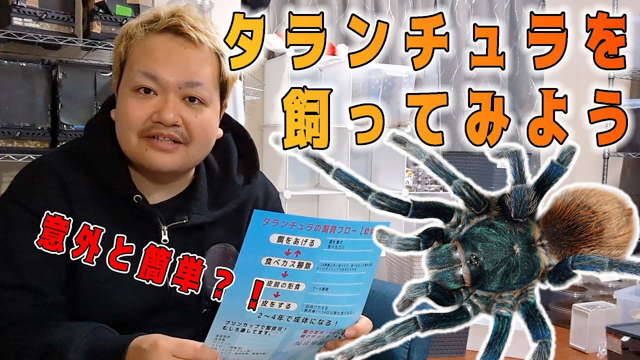 【2024年令和最新版】タランチュラの飼育方法 | 奇蟲屋 榊