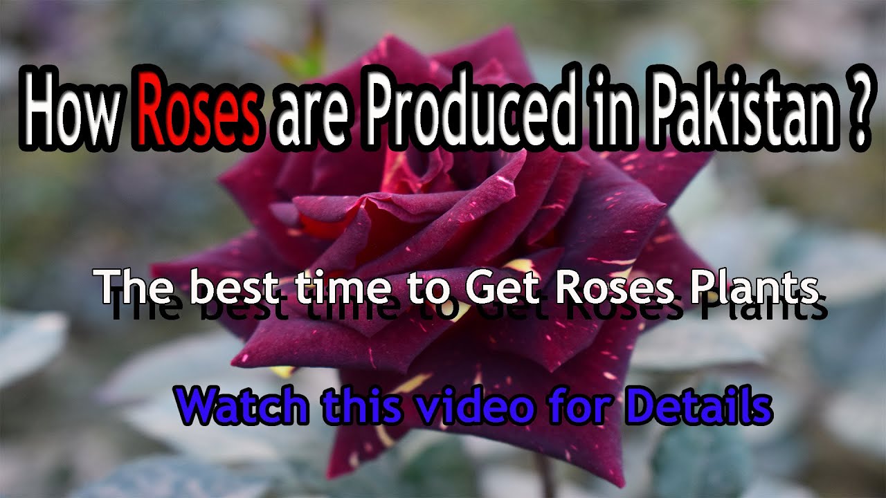 Roses Production in Pakistan, Pattoki /How they do!! Urdu/Hindi