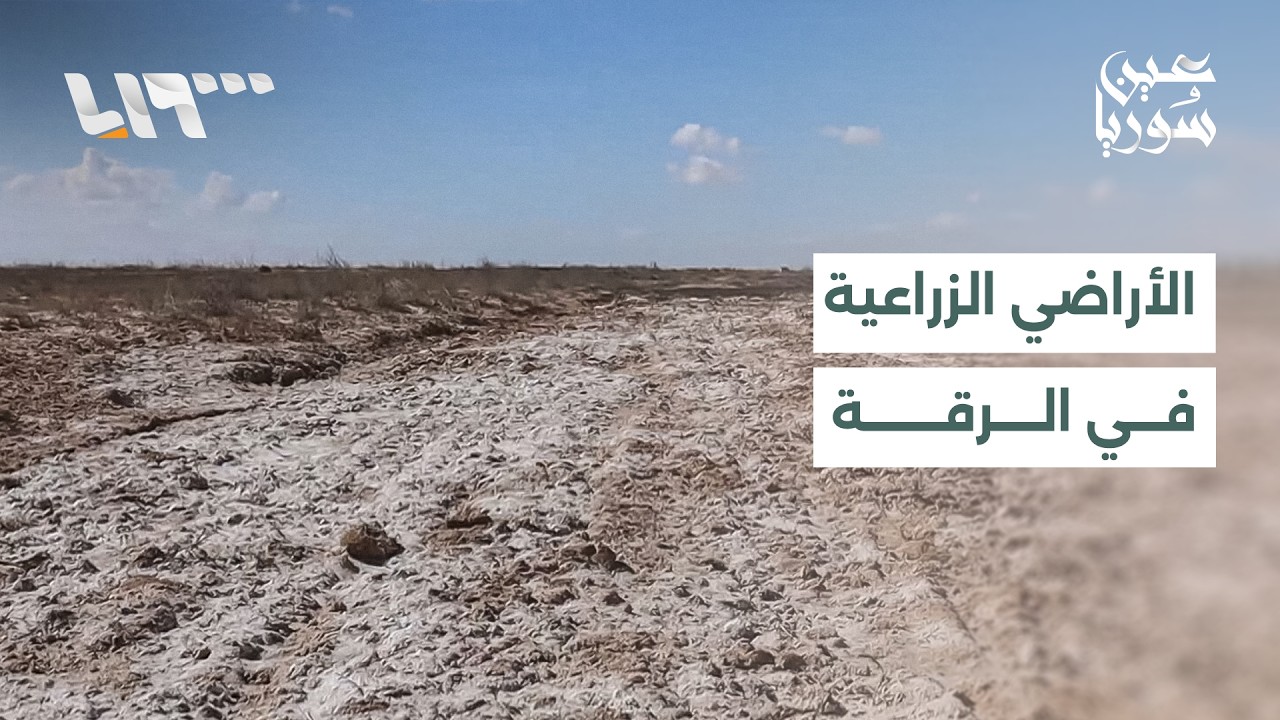 ملوحة التربة تهدد أراضي ريف الرقة الزراعية