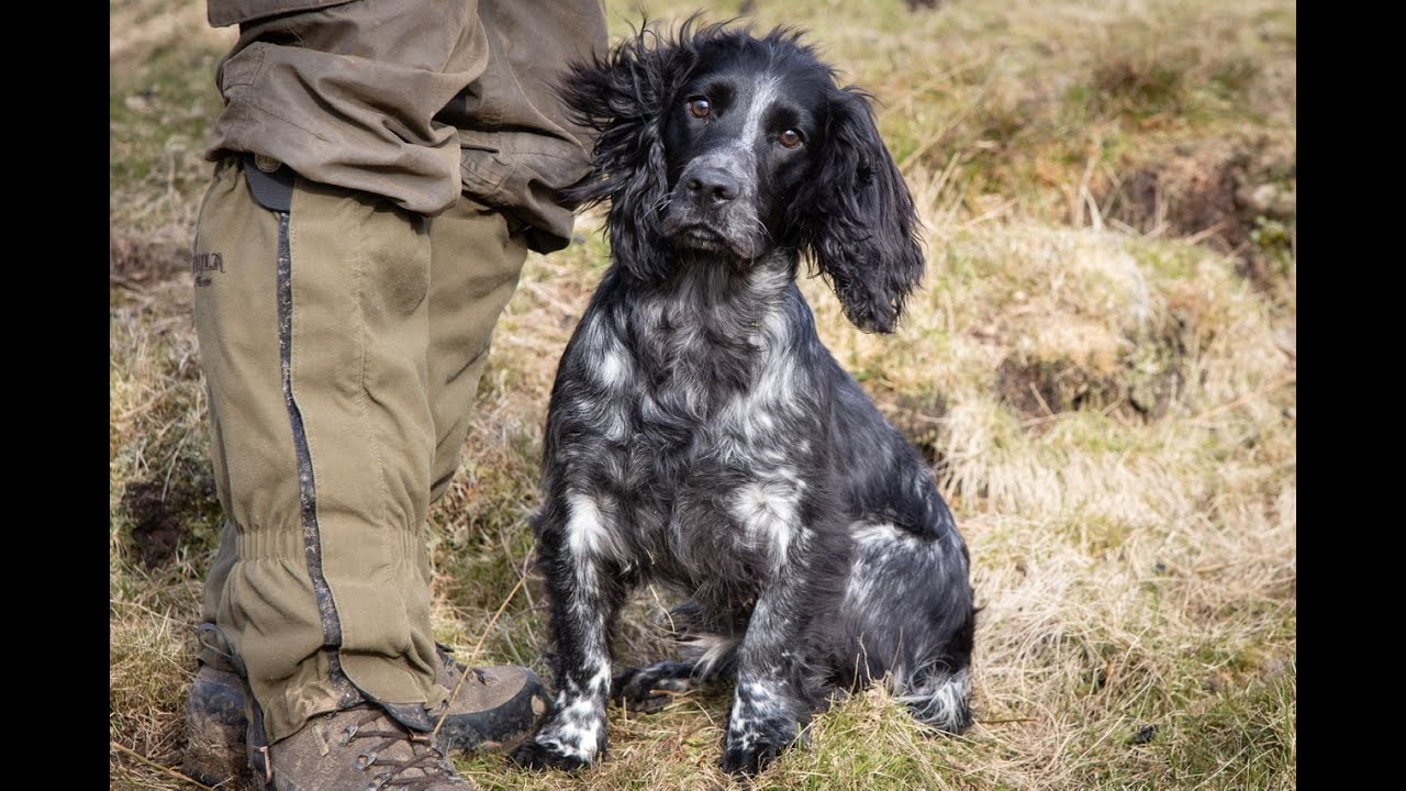 Gundog Training - Percy&rsquo;s Progress