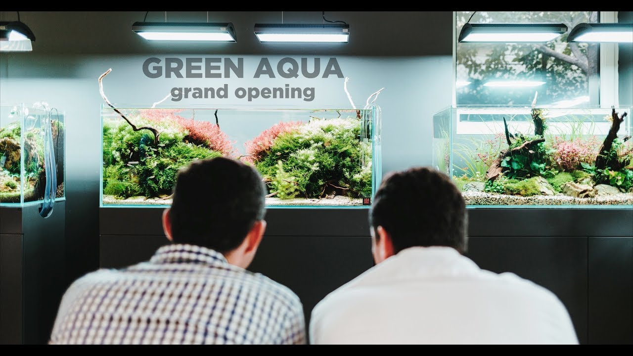 The AMAZING Green Aqua shop and showroom - Grand Opening