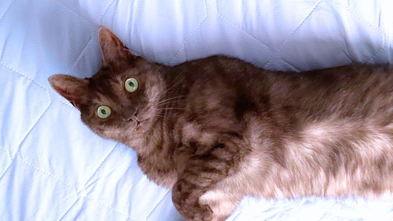 ゴロゴロする猫たちは可愛い　　Cats sleep wherever they like