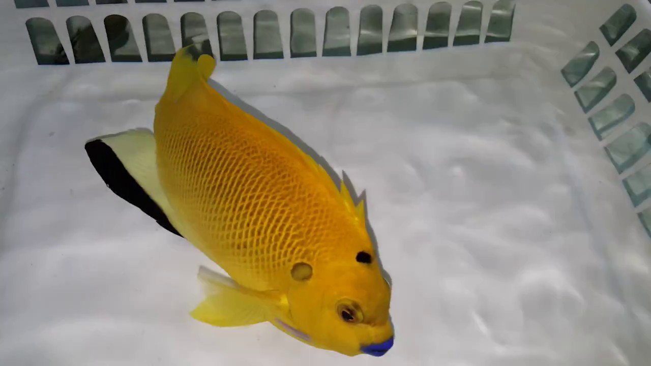Flagfin Angel $159 - Bali