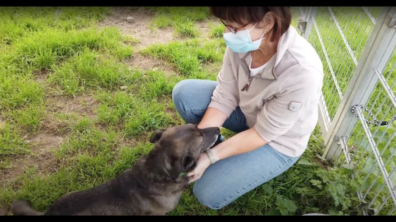Tierheim Wipperfürth Tag des Hundes