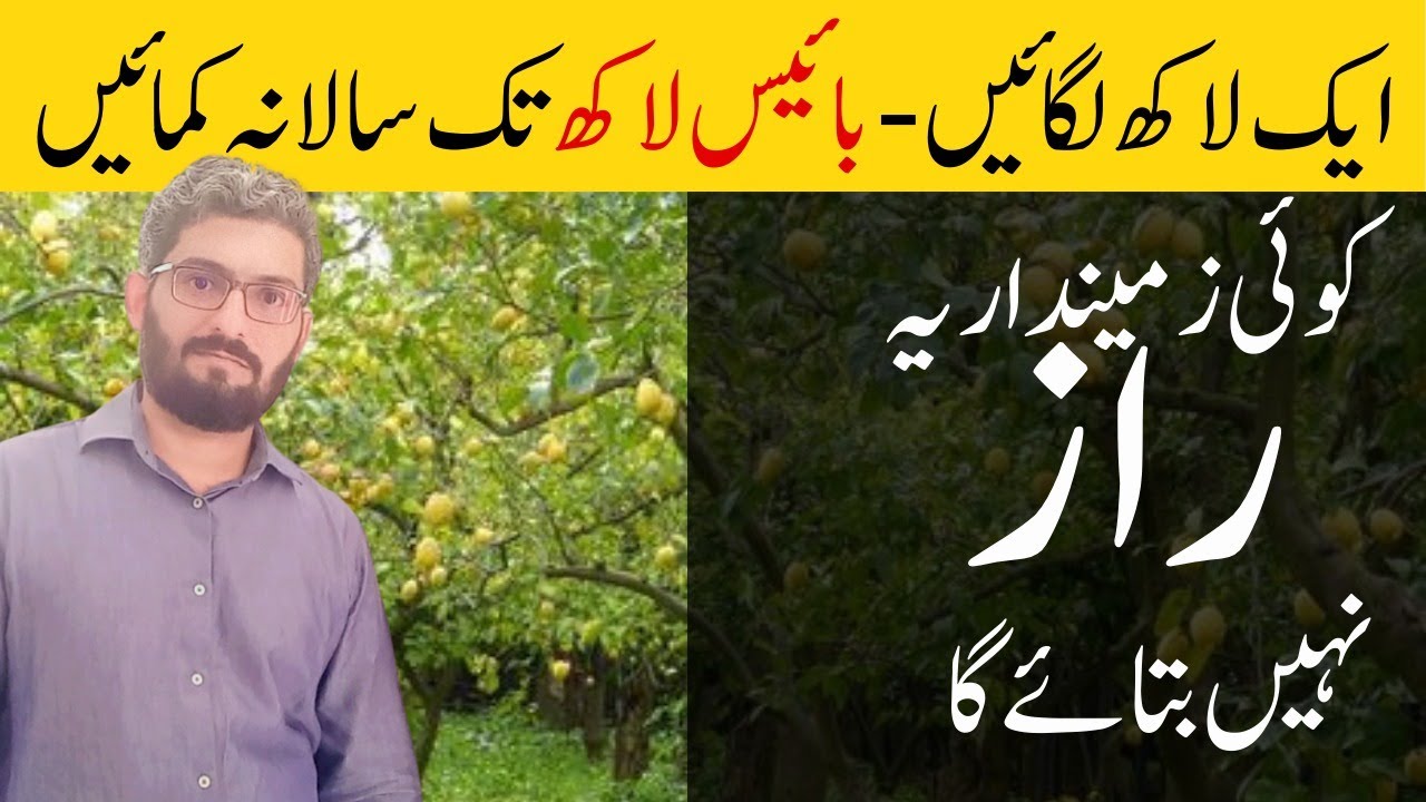 Seedless Lemon farming in pakistan #seedlesslemon #lemontree #lemonfarming