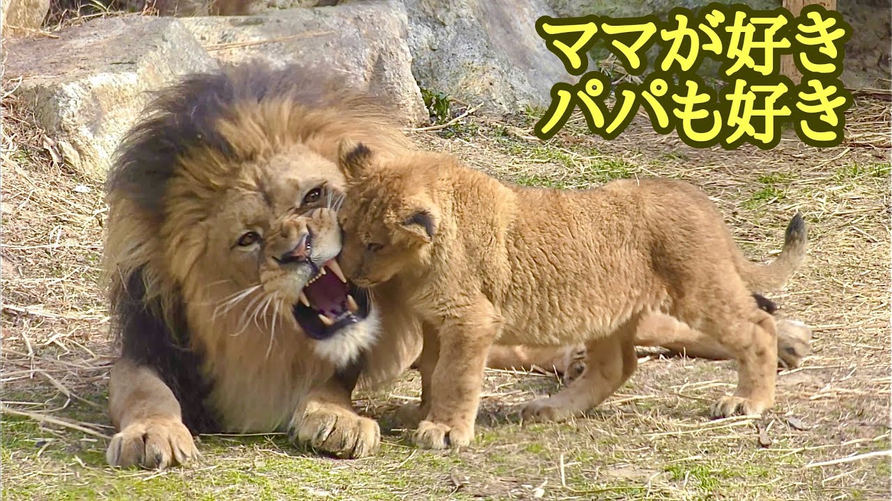 ライオンファミリー　ママが好き、でもパパも好き【のんほいパーク】Lion family Toyohashi Zoo 