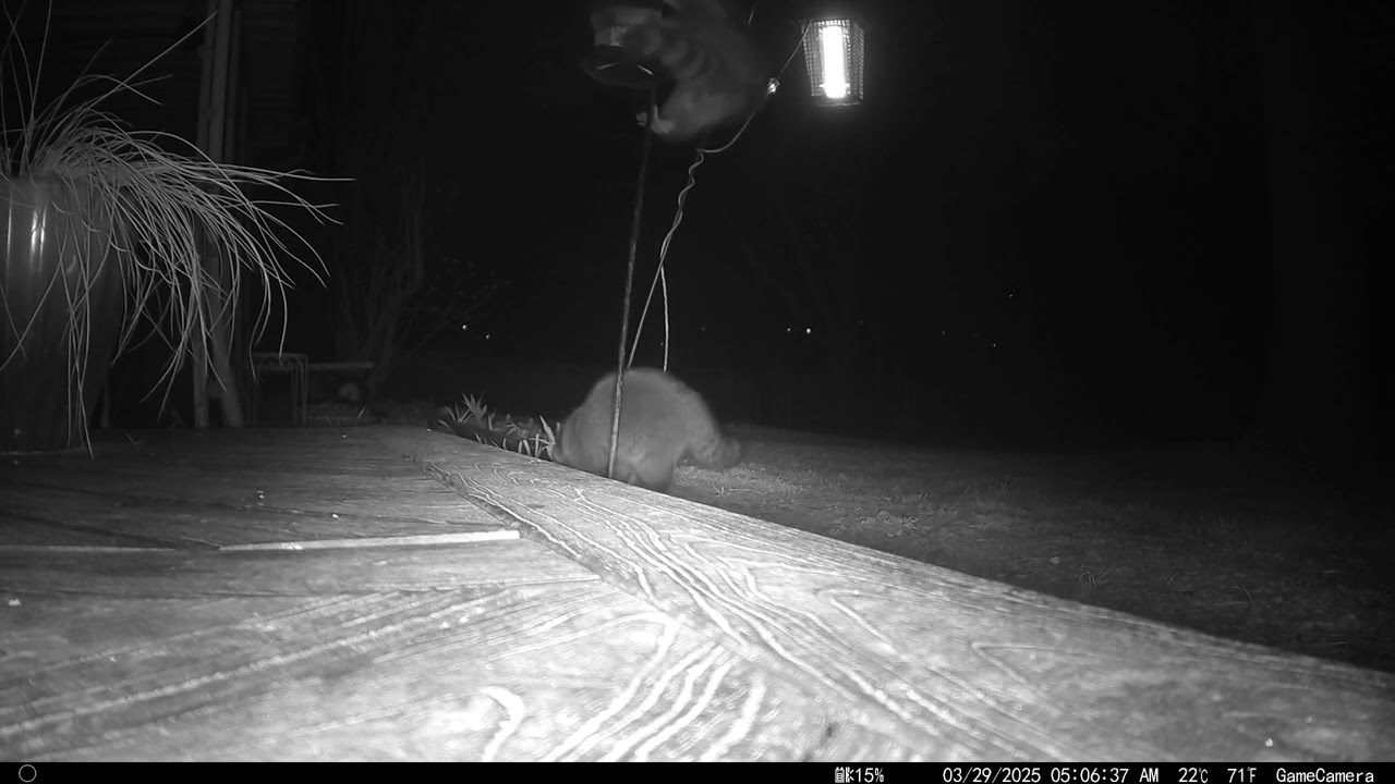 Giant Raccoon Jump