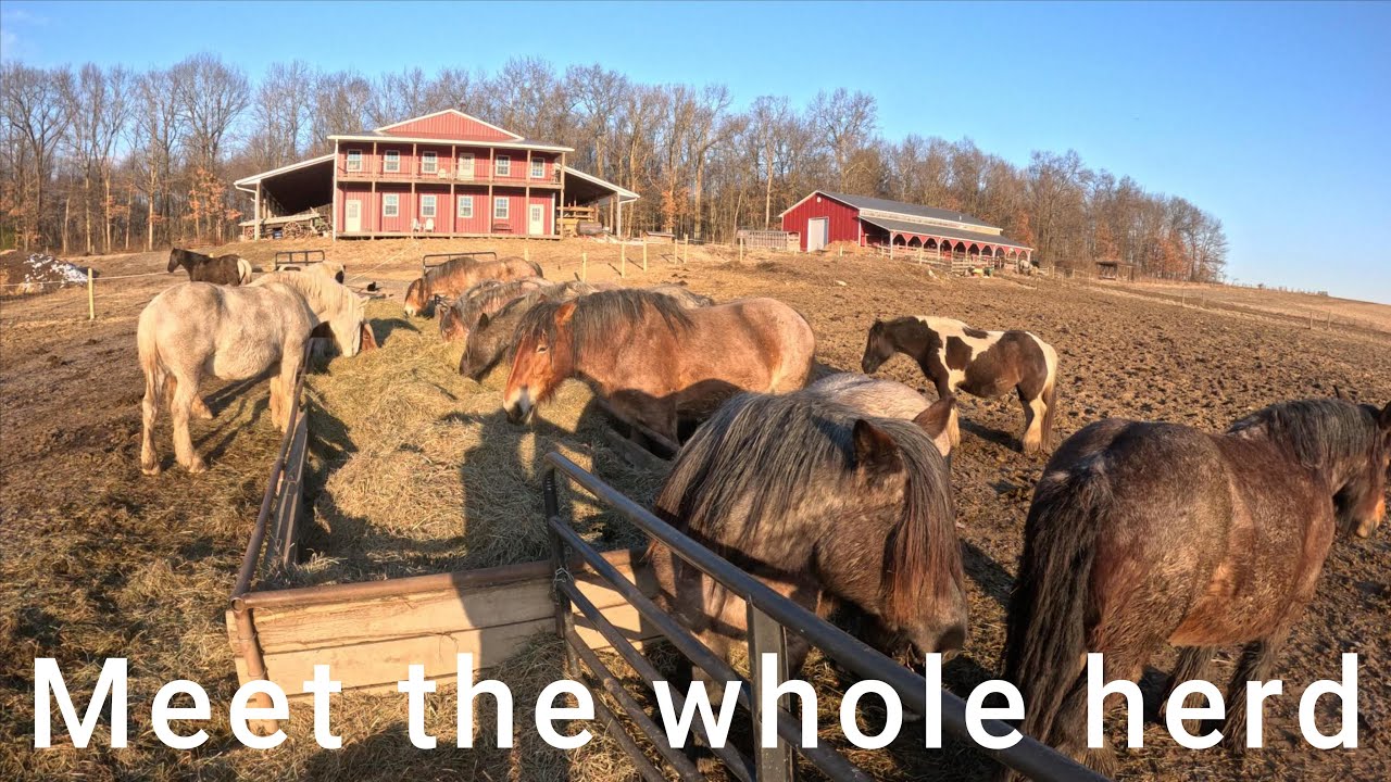 Logging With Horses. Meet the whole herd #75