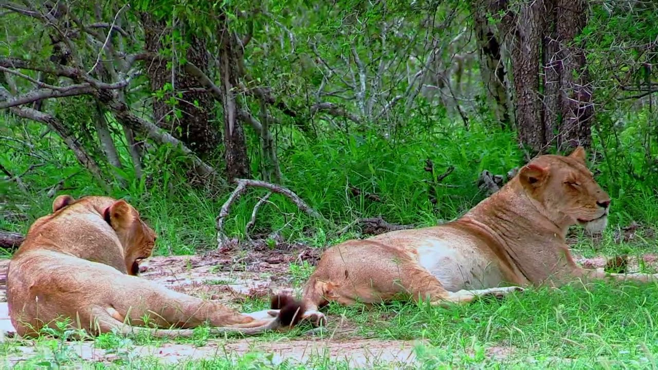 Lions at the marula loop in Kruger National  Park South Africa