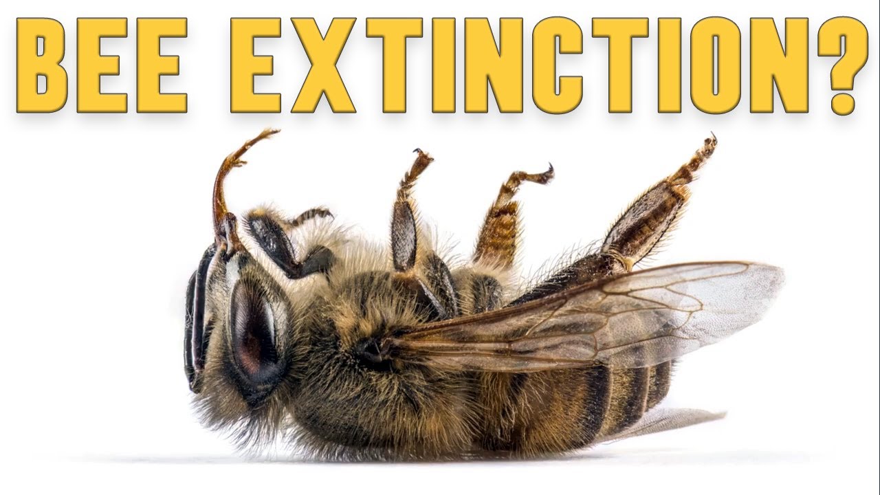 Finding Out Why Honey Bees Are Getting Sick - What You Should Know