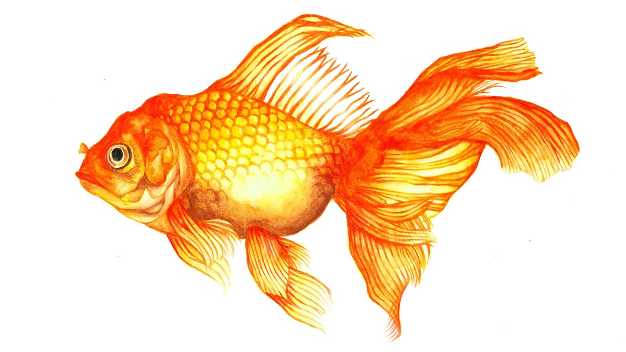 TIME-LAPSE: GOLDFISH [WATERCOLOUR]