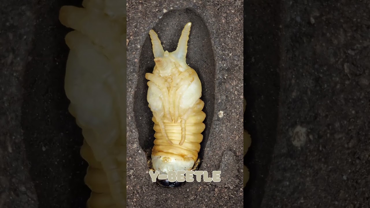 The metamorphosis of the Atlas beetle! (Beetle ASMR)