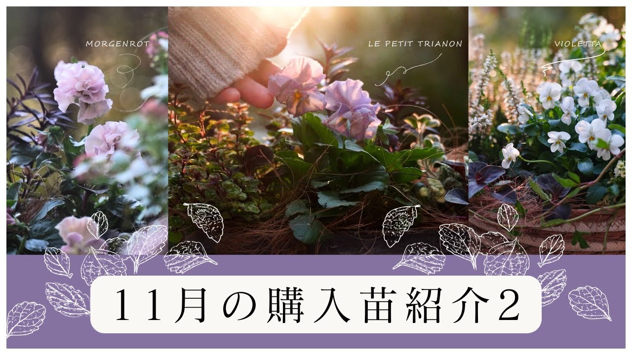【秋のガーデニング】11月の購入苗紹介と寄せ植えPART2〜