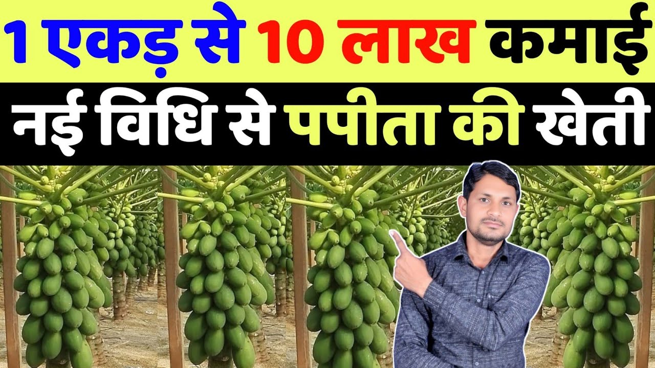 7 महीने में 10 लाख कमाई 1 एकड़ में पपीता की खेती से | papita ki kheti kaise karen | papaya farming