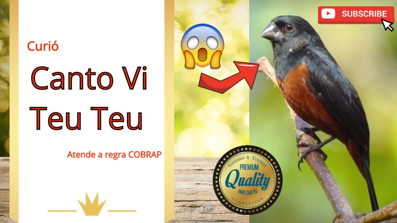 CURIÓ CANTO VI TEU TEU ótimo para Pardos