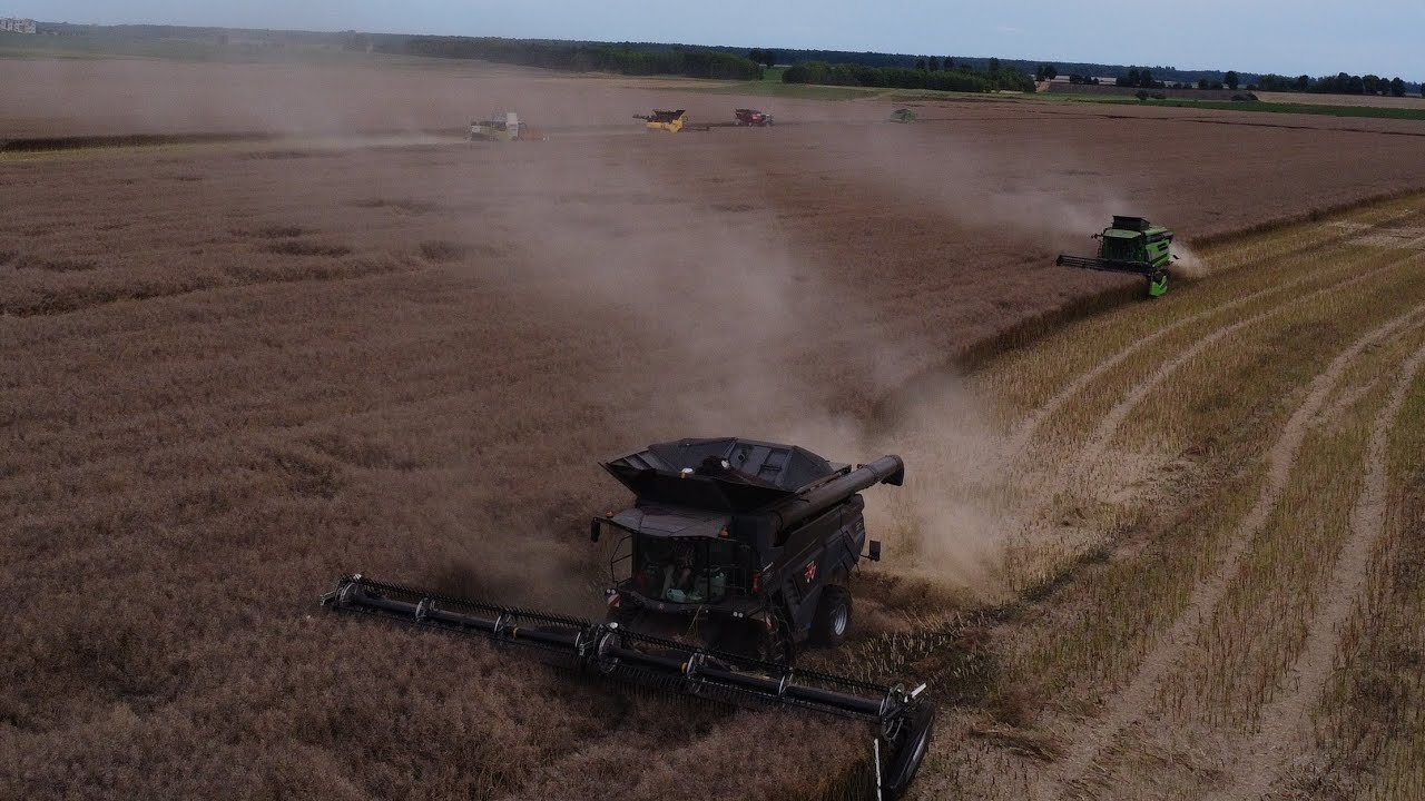 🇵🇱 ŻNIWA RZEPACZANE 2023 ✔ 7 kombajnów na jednym polu✔ GR SETNIKI ✔ Big Harvest