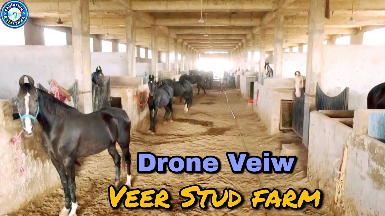 इतने सारे घोड़े एक साथ !! Veer stud farm Punjab