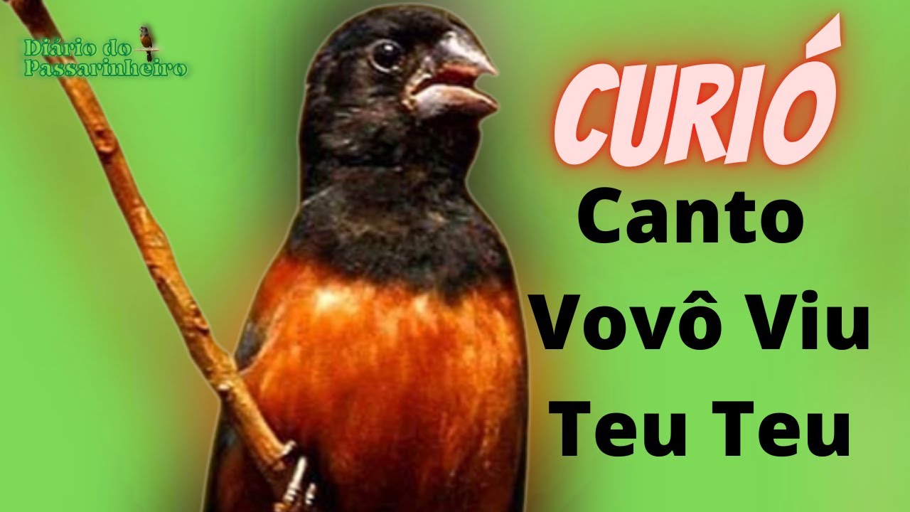 CURIÓ CANTO VOVÔ VIU TETEU