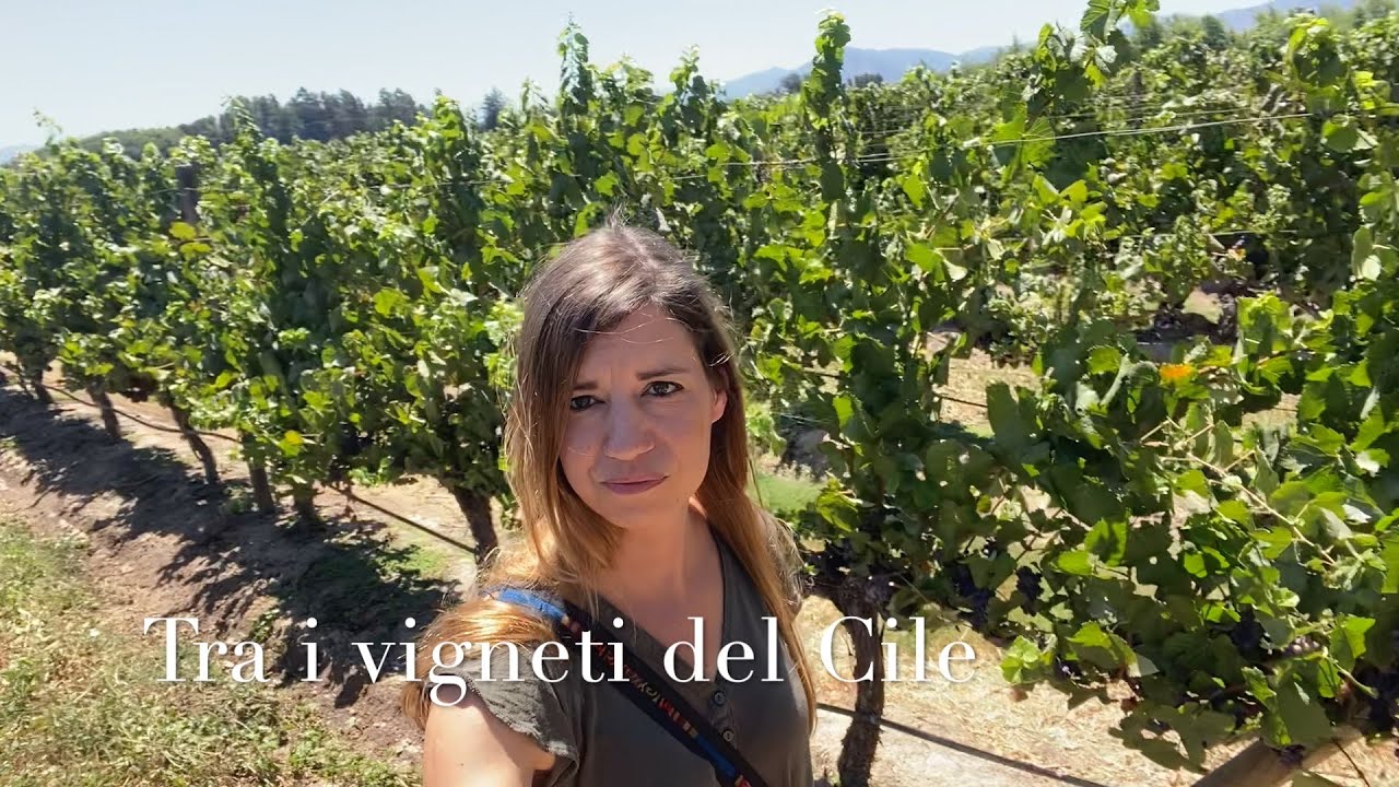 Tra i vigneti del Cile - Il vino di Casablanca e Colchagua