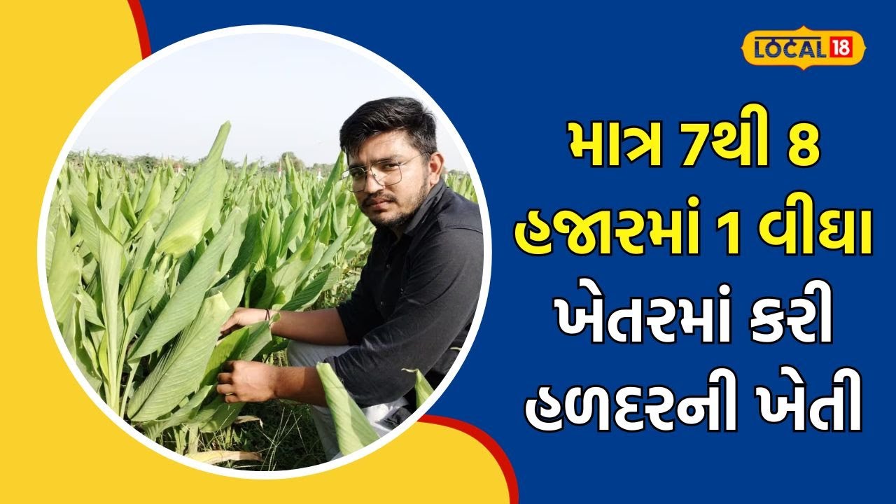 Farming | નોકરીને છોડી બન્યો ધરતીપુત્ર; ઓર્ગેનિક રીતે કરી હળદરની ખેતી, મેળવશે બમ્પર આવક | #local18