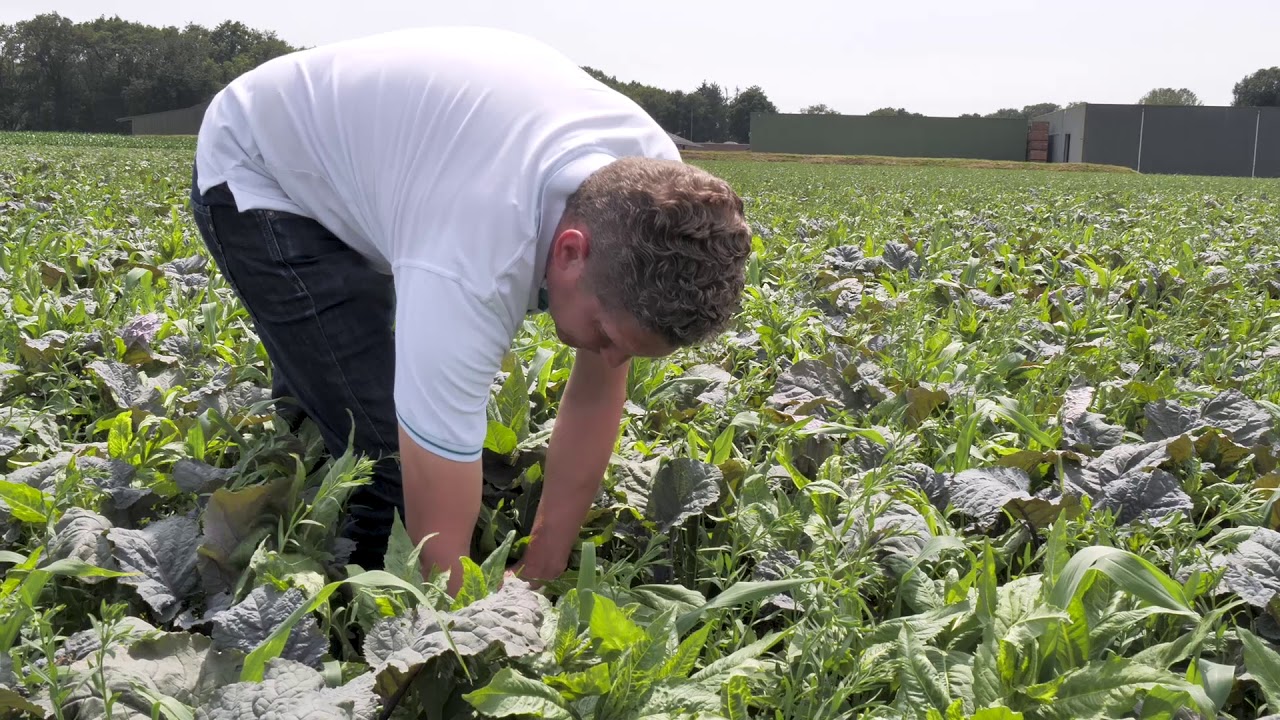 DSV zaden│Onderwerken TerraLife&reg; WarmSeason