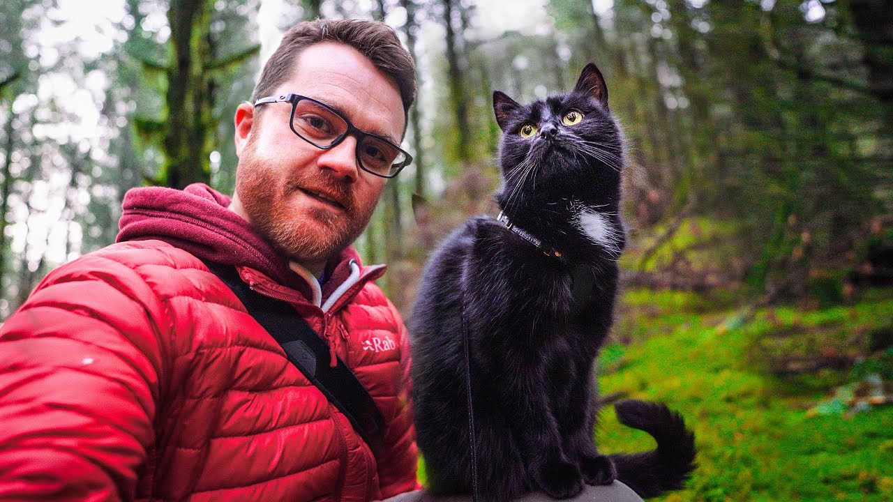 Can You Take Your Cat Hiking?!