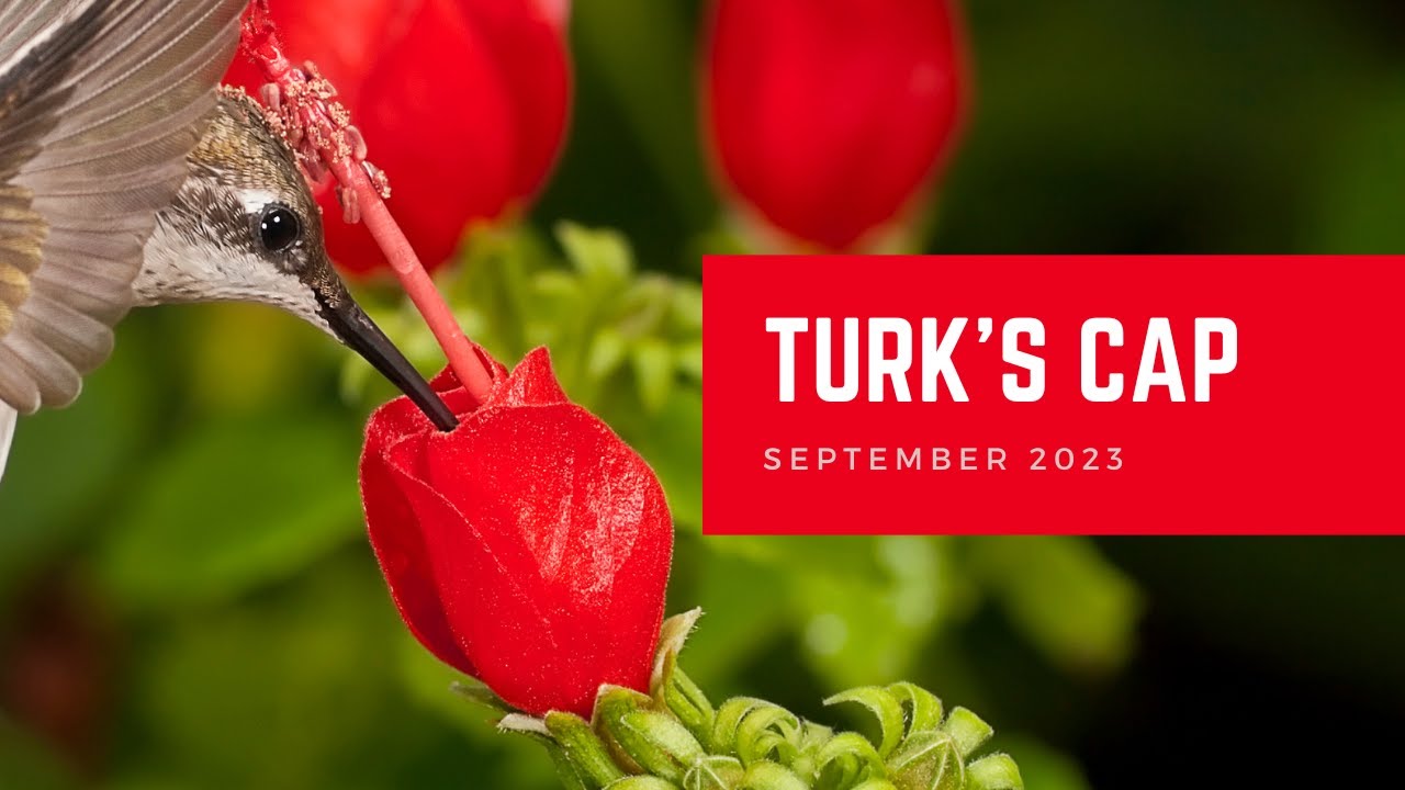 Turk's Cap | Plant of the Month