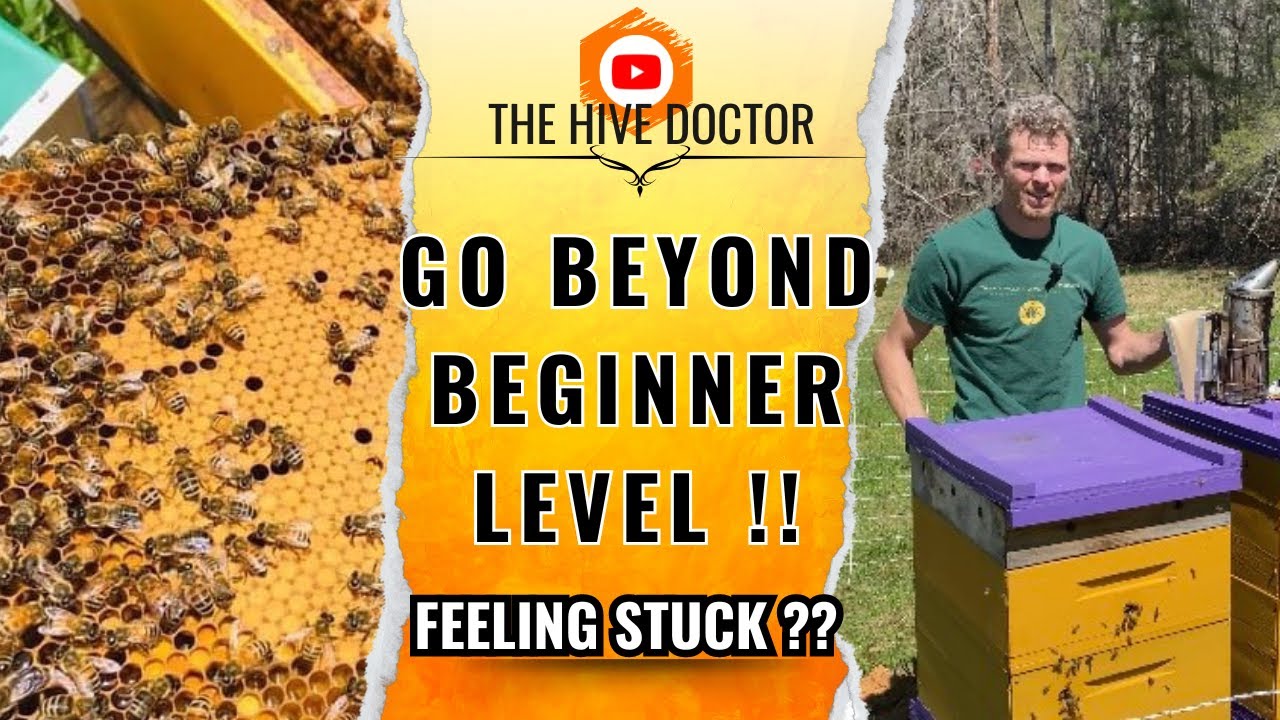 How to Stop Spinning Your Wheels?// beginner beekeeper to master beekeeper