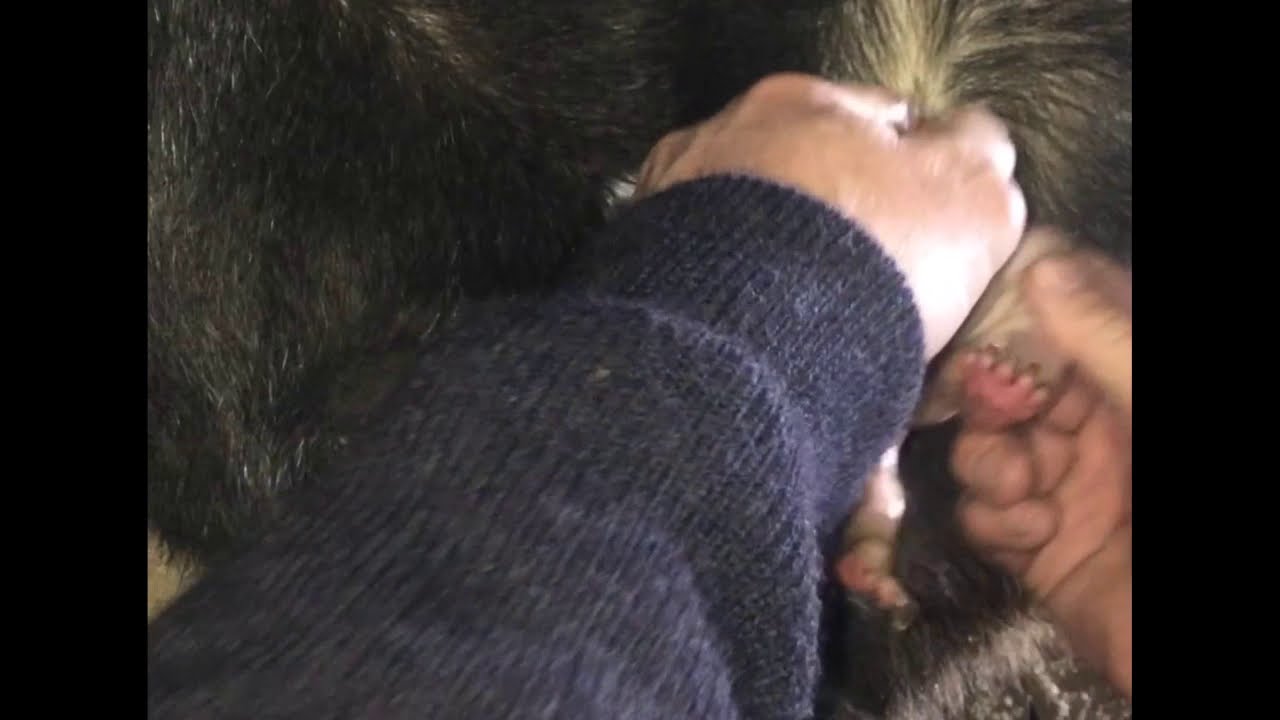 Rescuing a baby wombat joey after mum was killed by a car.