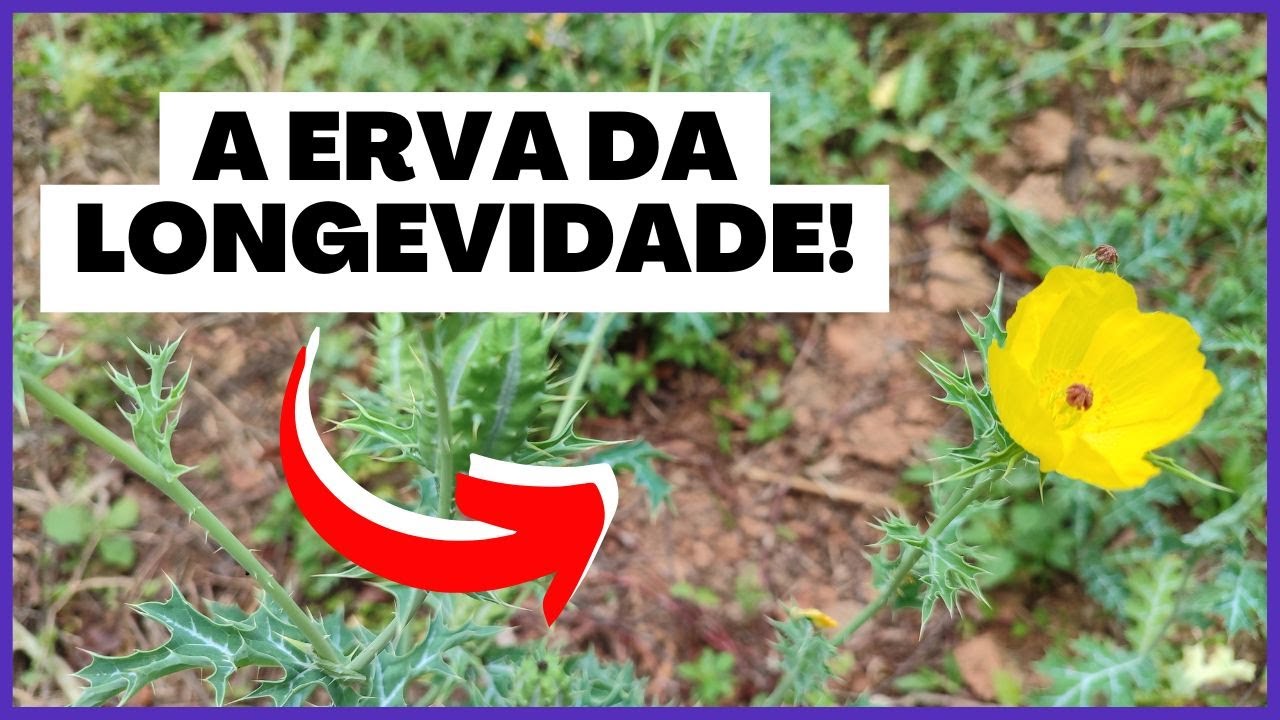 CONHEÇA O REMÉDIO PARA TODOS OS MALES!