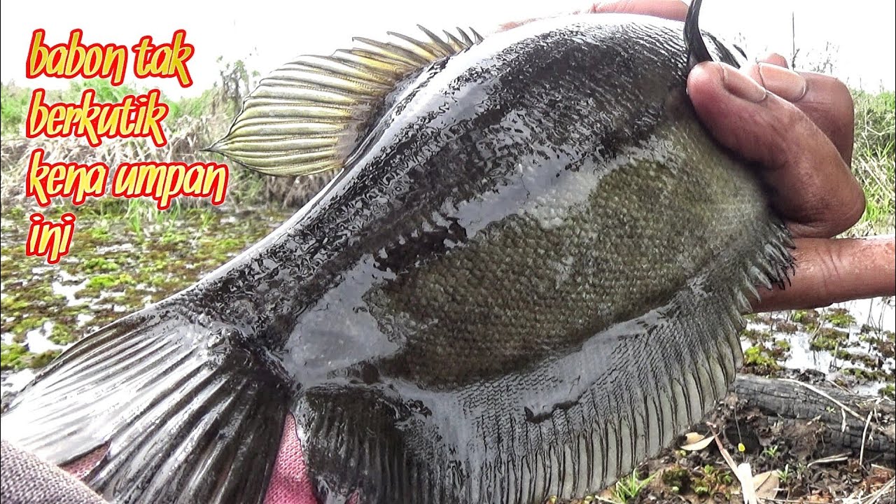 UMPAN HIJAU JADI REBUTAN IKAN,MANCING SEPAT SIAM