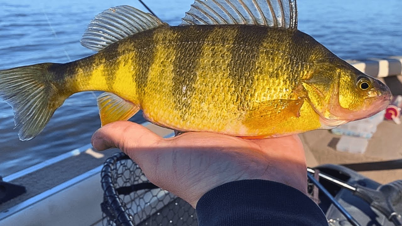 Spring Mississippi River Dam Fishing {Catch, Clean, Cook}