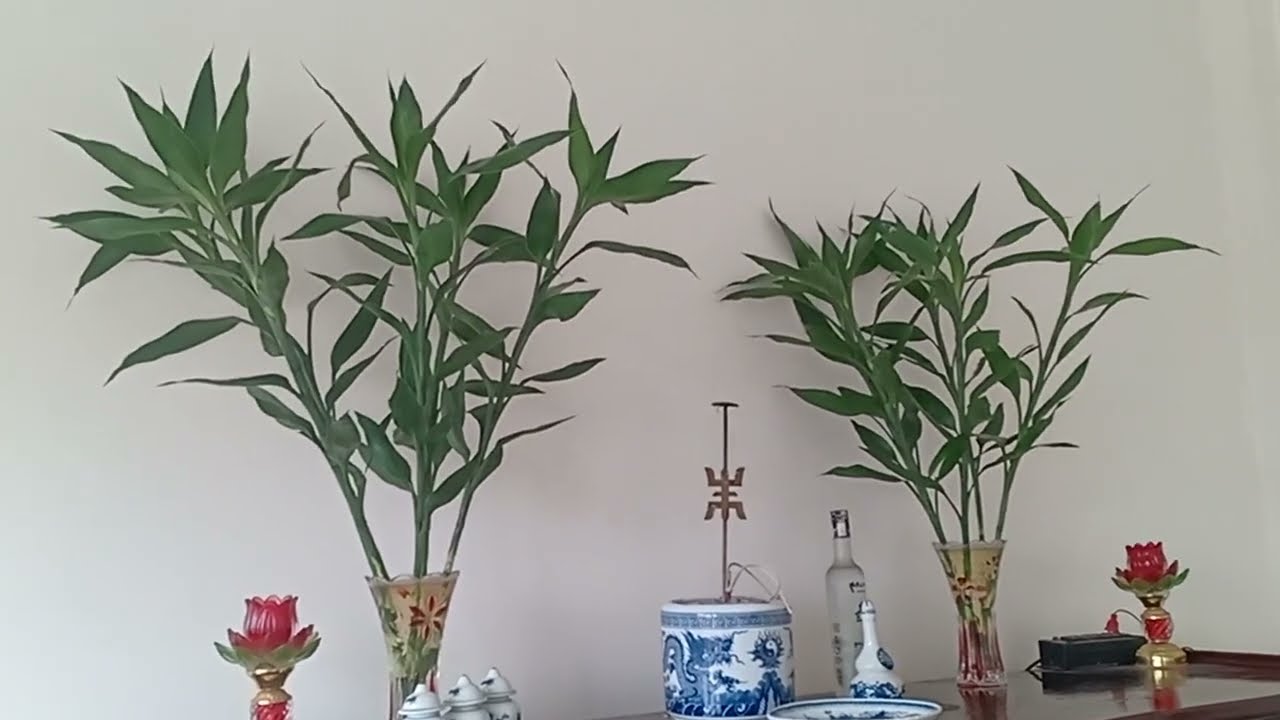 CẮM CÀNH TRÚC PHÁT TÀI PHÁT LỘC MANG LẠI MAY MẮN THỊNH VƯỢNG BÌNH AN CHO CẢ NĂM.