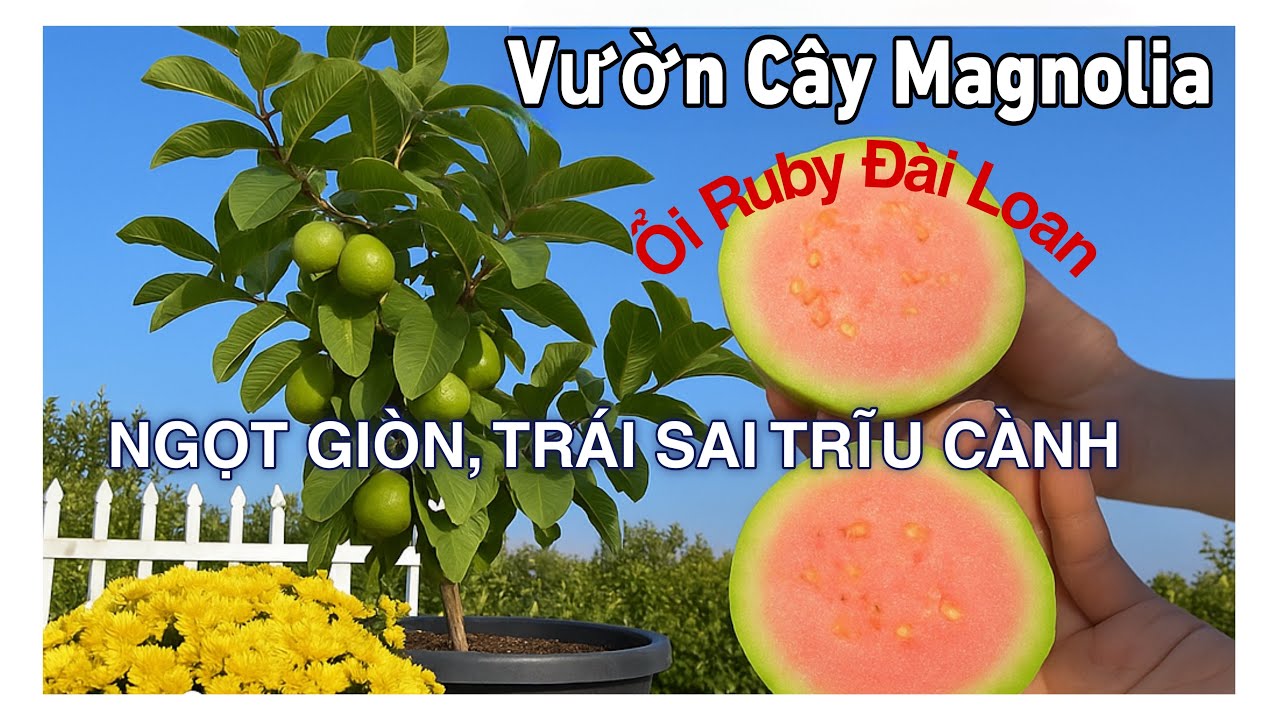 Magnolia Nursery | Taiwanese Ruby Guava – Sweet, Crunchy & Loaded with Fruit