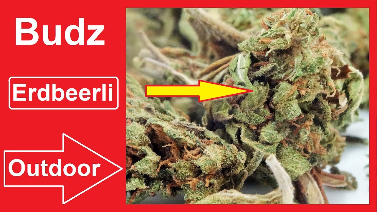 Budz Erdbeerli  CBD Hanf Bl&uuml;ten #CBDTest🍓