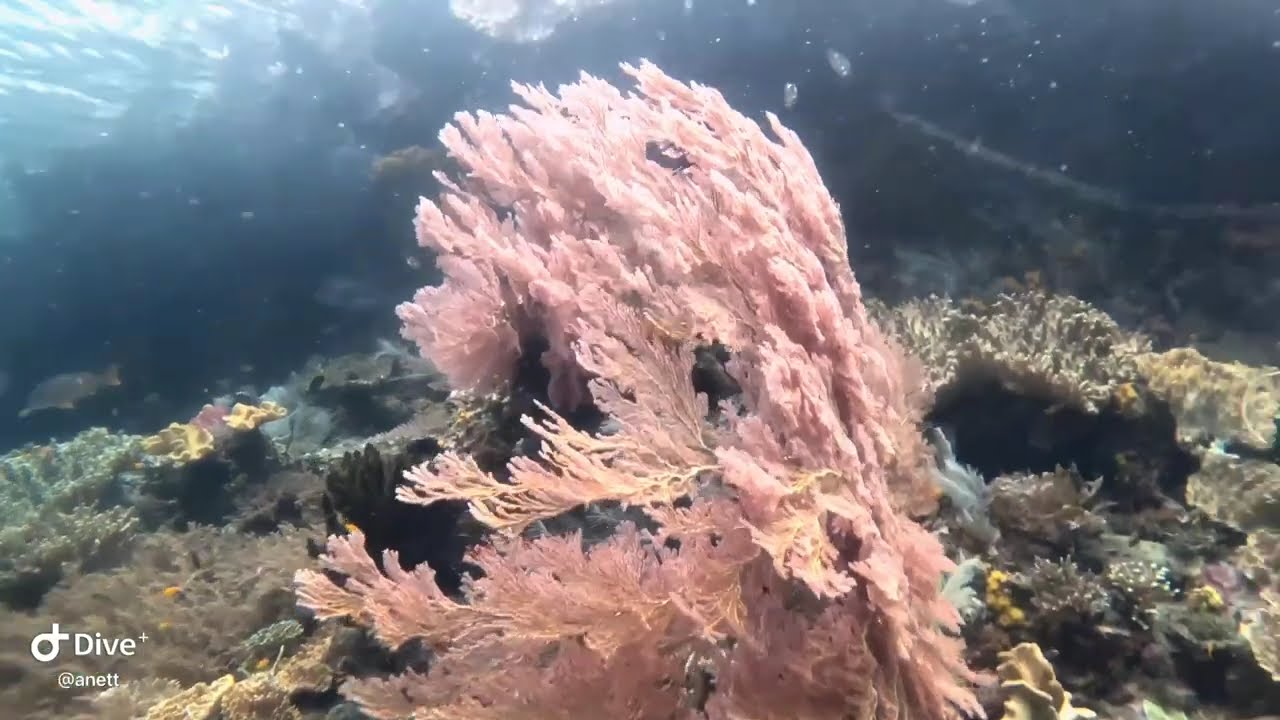 Diving in Raja Ampat  with Papua Explorers Dive Resort, Fam Wall @papuaexplorersecoresortraj6788