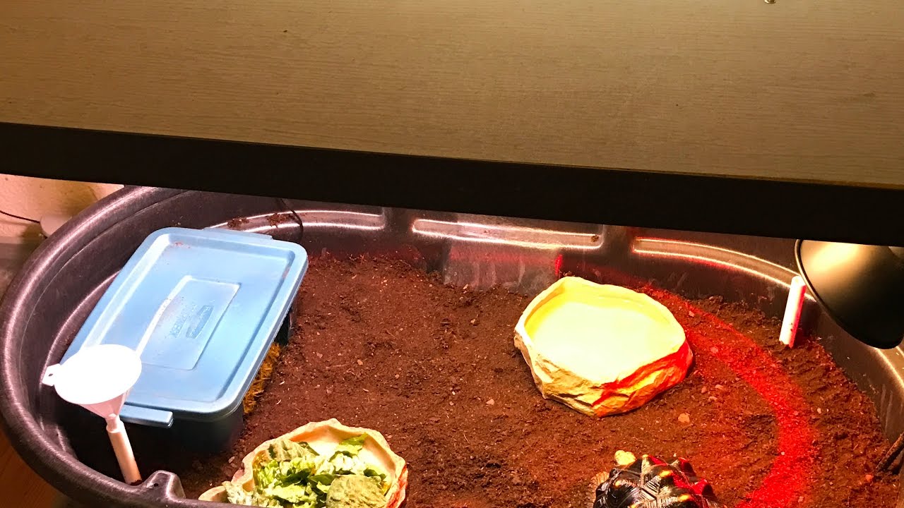 Open Air Tortoise Habitat Set Up